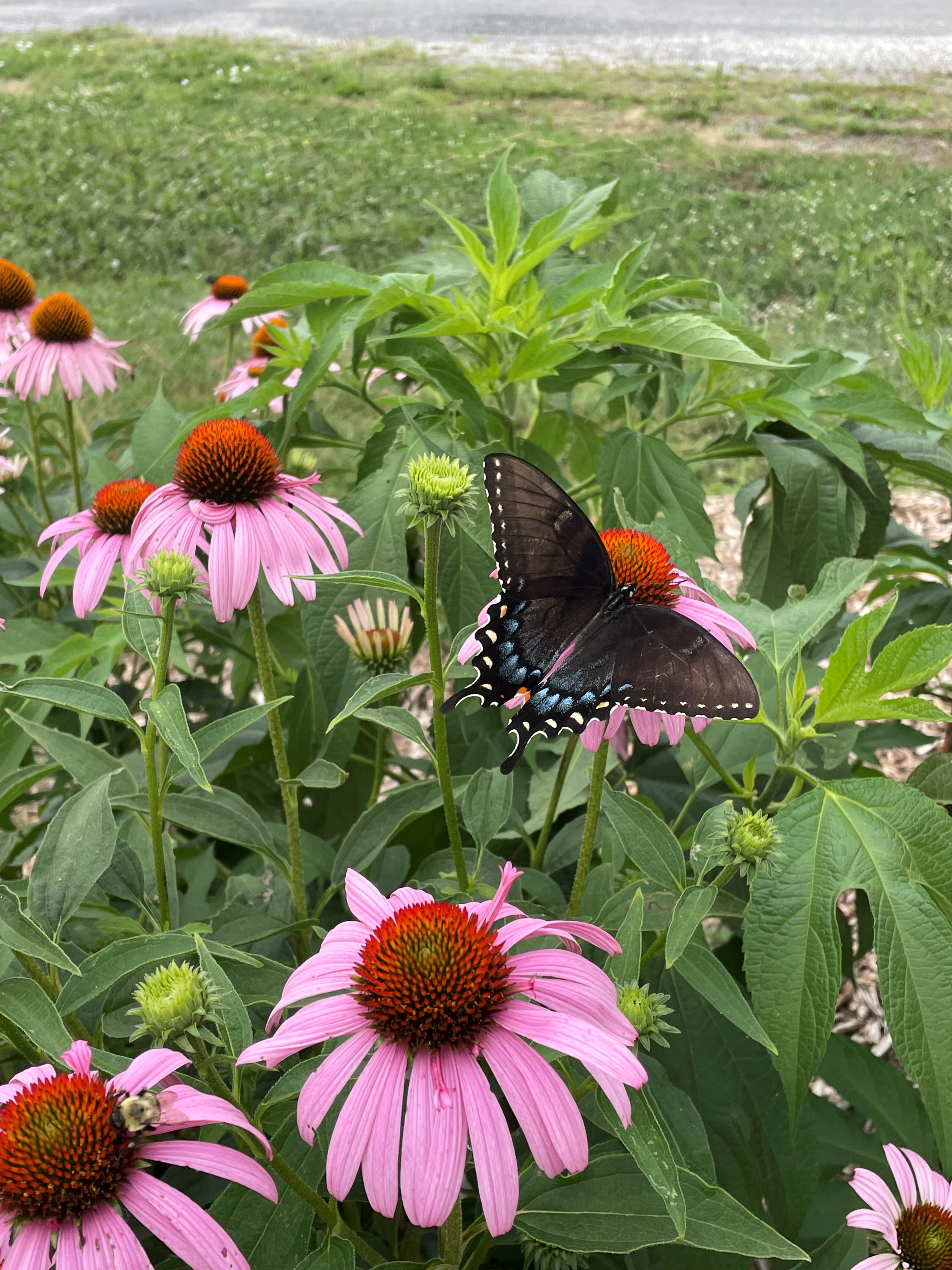 Reo Truck Garden butterfly 2024.jpg