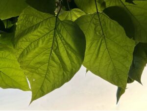 catalpa leaves