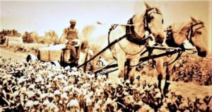 Worker at Otwell Iris Fields