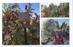 trail sign at Granny Wilson's garden