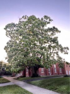 Carlinville Catalpa Tree